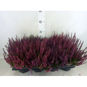 Calluna vulg.   ...