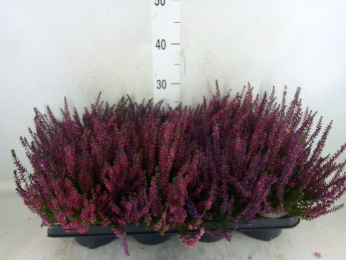 <h4>Calluna vulg.   ...</h4>