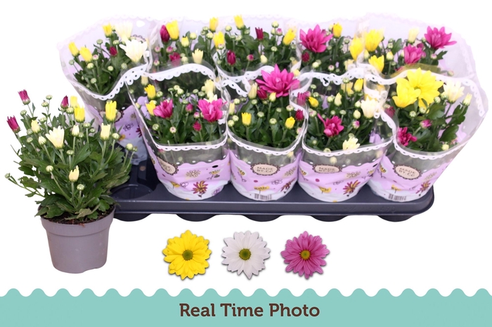 <h4>CHRYS GEM IN POT</h4>