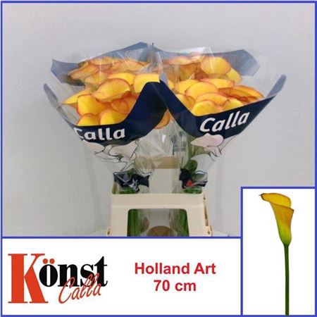 <h4>Zant Holland Art</h4>