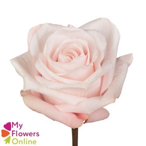 R Gr Pomarosa Bicolor 60cm EC