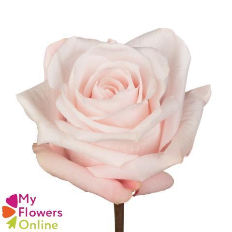 <h4>R Gr Pomarosa Bicolor 60cm EC</h4>