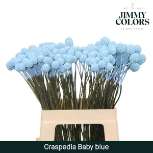 Craspedia L60 Light Blue