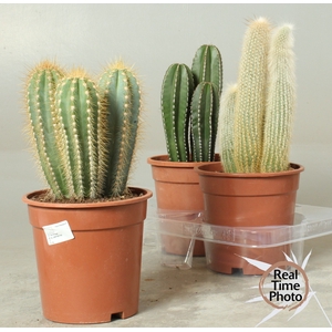 CACTUS GEM