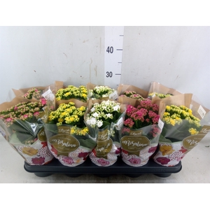 Kalanchoe blos. 'Rosalina'  ..mix 4