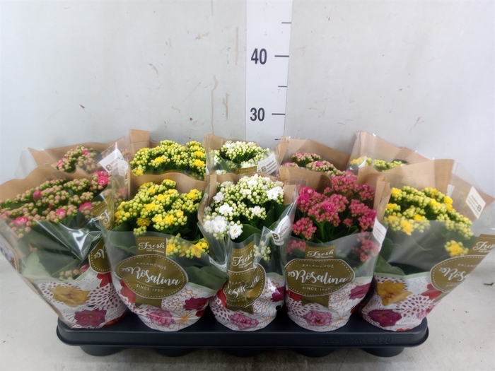 <h4>Kalanchoe blos. 'Rosalina'  ..mix 4</h4>