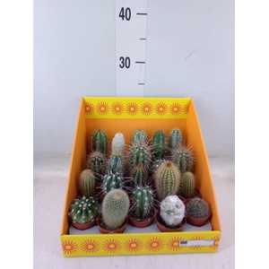 Cactus   ...mix 18