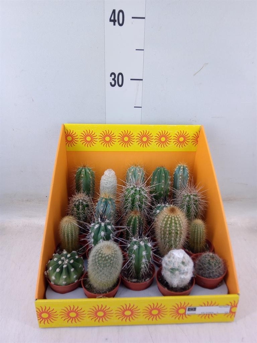 <h4>Cactus   ...mix 18</h4>