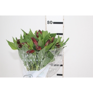 ALSTROEMERIA ANGELINA 080 CM