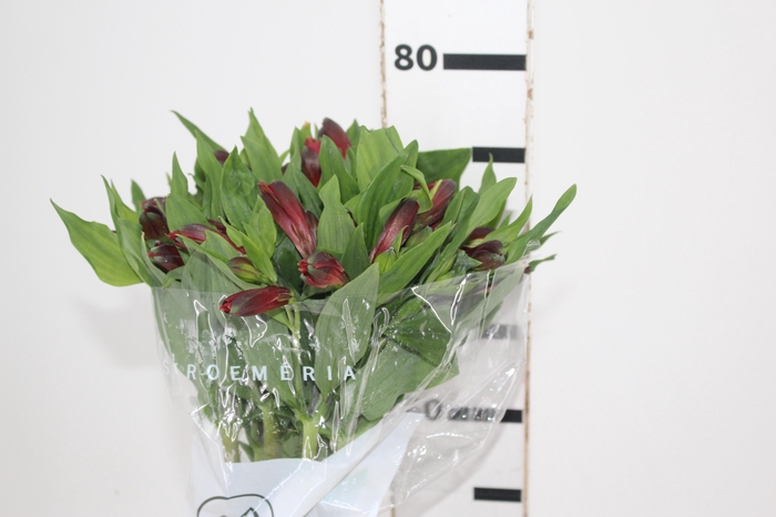 <h4>ALSTROEMERIA ANGELINA 080 CM</h4>