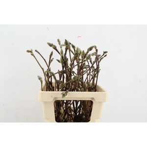 MAGNOLIA SUPERBA 055CM