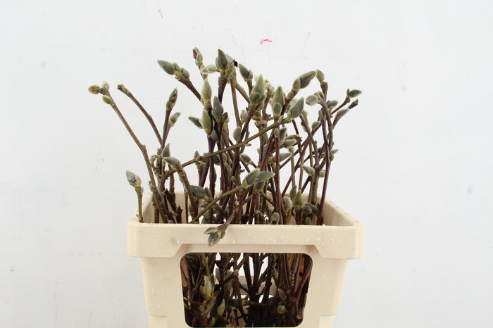 <h4>MAGNOLIA SUPERBA 055CM</h4>