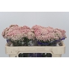 Ozothamnus Cooks Pink