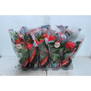 ANTHURIUM ESUDO P12
