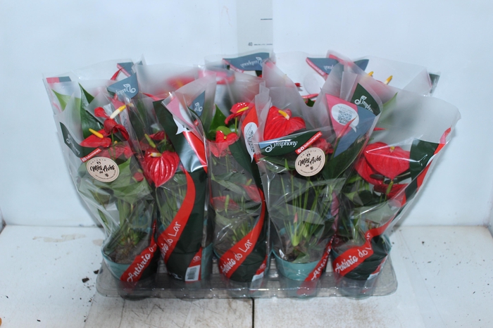 <h4>ANTHURIUM ESUDO P12</h4>