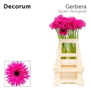 Gerbera Spider Renegade Water x40 Lang