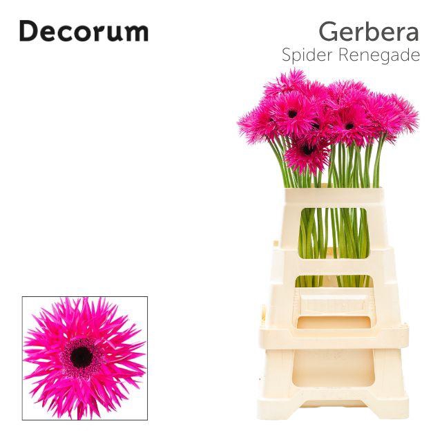 <h4>Gerbera Spider Renegade Water x40 Lang</h4>