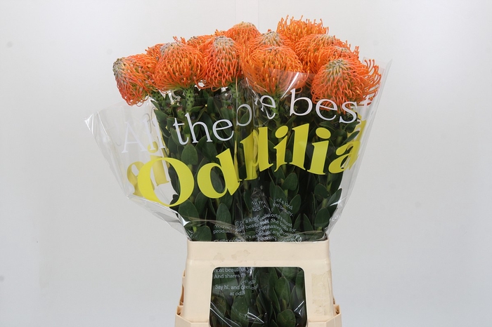 <h4>Nutans Ayoba Orange</h4>