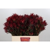 Leucadendron Blush Spray