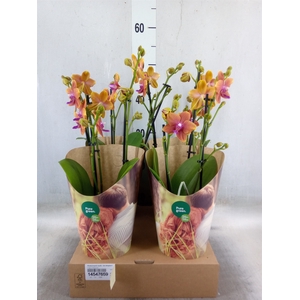 Phalaenopsis multi. 'Ant Bolgheri'