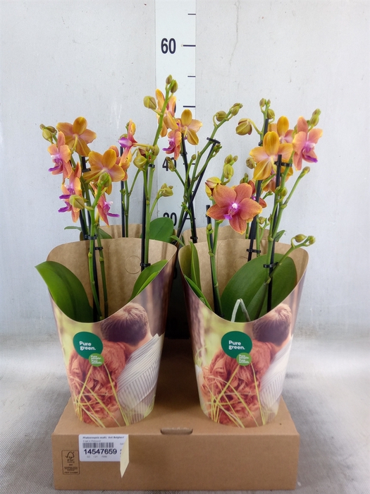 <h4>Phalaenopsis multi. 'Ant Bolgheri'</h4>