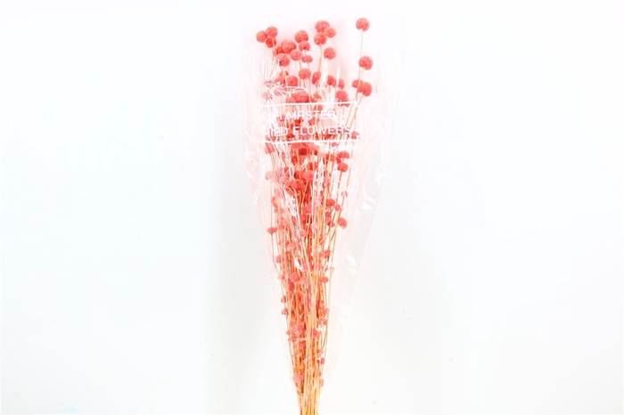 <h4>Dried Big Mars L Pink Bunch</h4>