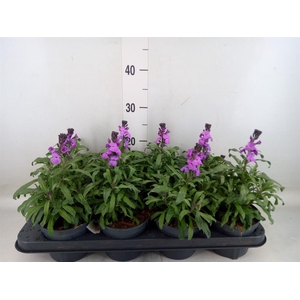 Erysimum linifolium 'Bowles Mauve'