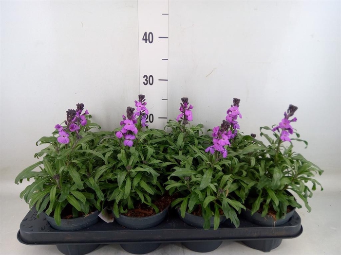 <h4>Erysimum linifolium 'Bowles Mauve'</h4>