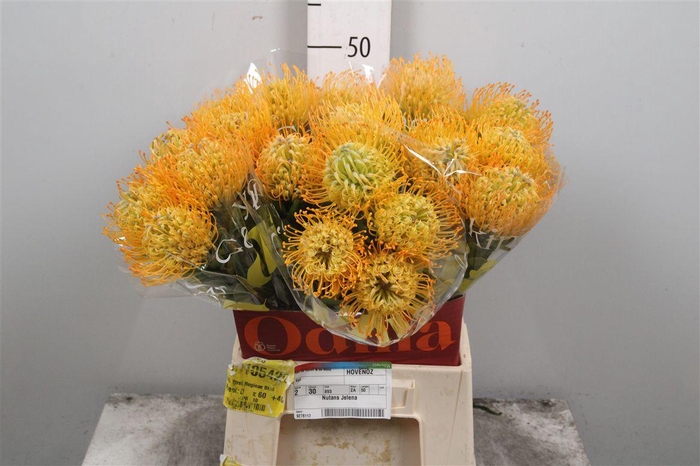 <h4>Leuco Jelena</h4>