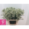 Lim Sin Mountain Diamond White
