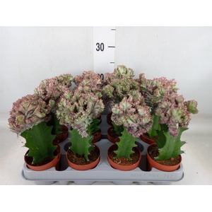 Euphorbia lactea