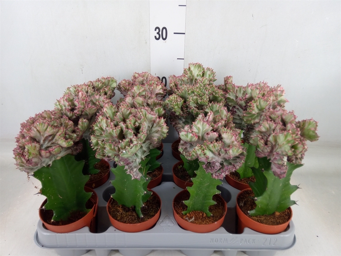 <h4>Euphorbia lactea</h4>