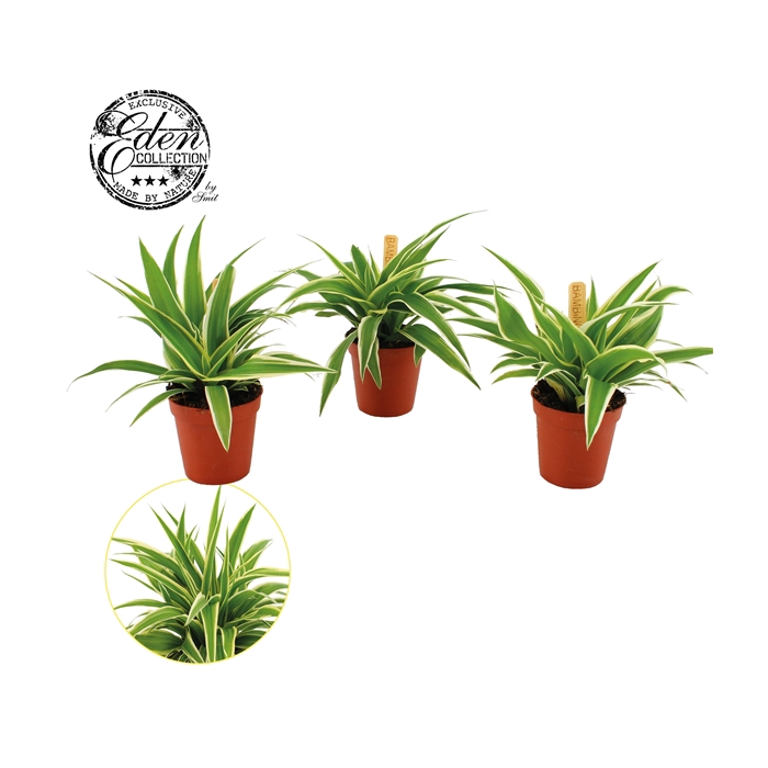 <h4>Chlorophytum Ocean 5,5cm</h4>