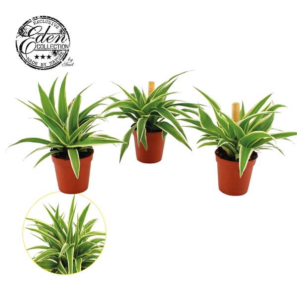 <h4>Chlorophytum Ocean 5,5cm</h4>