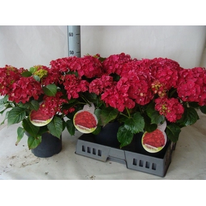 Hydrangea mac.