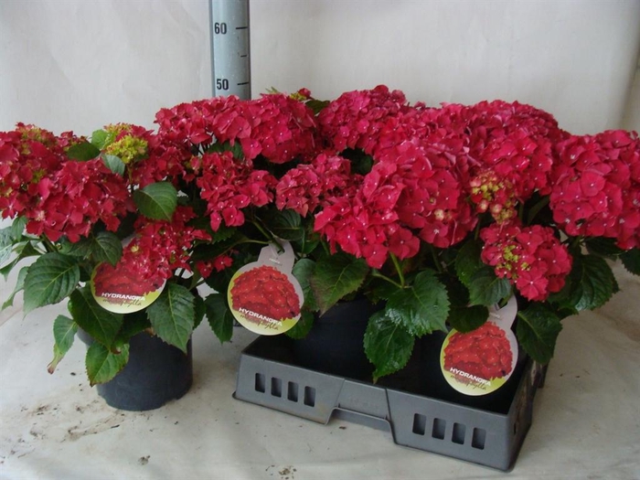 <h4>Hydrangea mac.</h4>