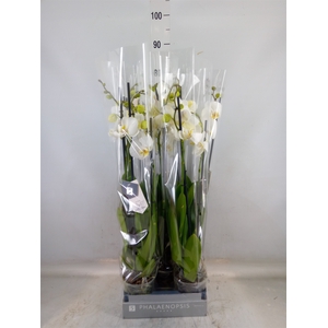Phalaenopsis  'Ant Nottingham'