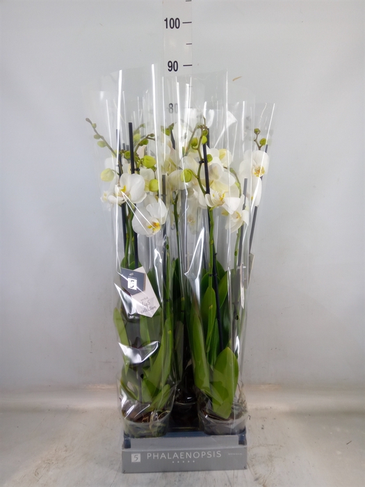 <h4>Phalaenopsis  'Ant Nottingham'</h4>