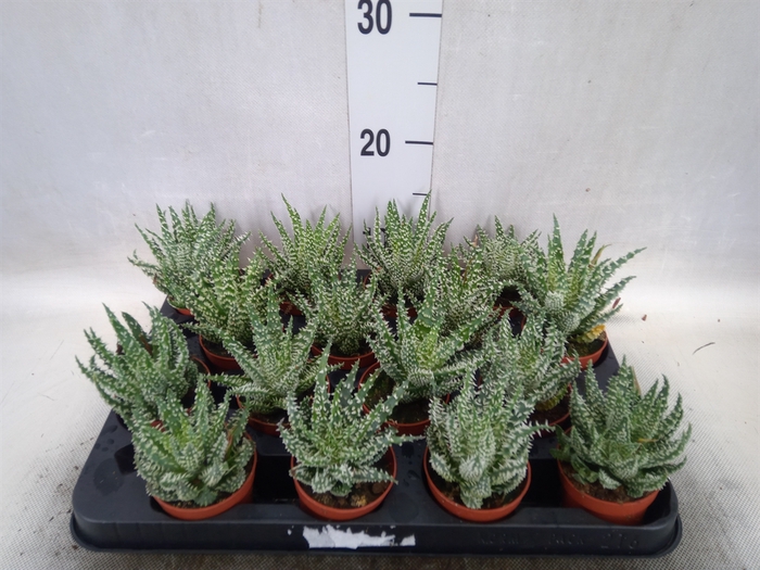 Aloe humilis