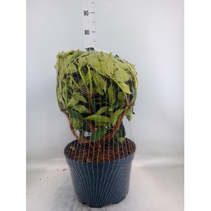 Rhododendron  'Rhodo XXL'