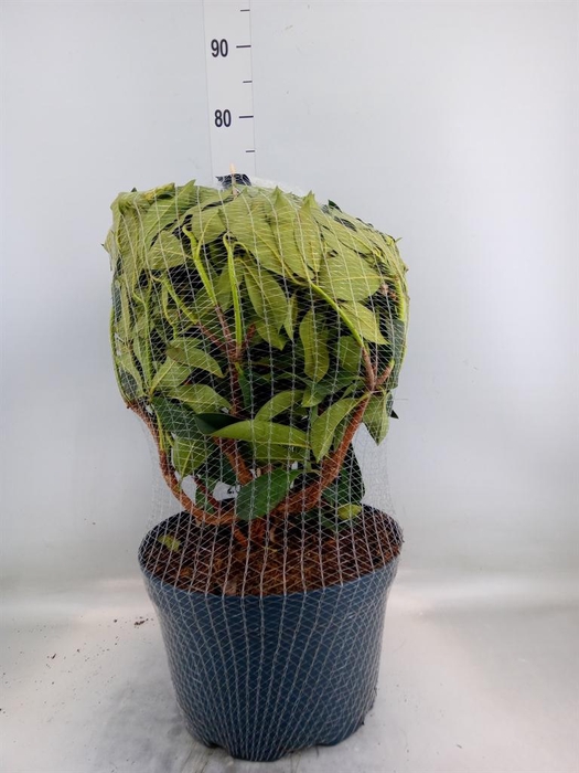 <h4>Rhododendron  'Rhodo XXL'</h4>