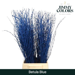 Betula L70 Blue