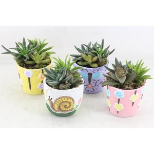 arr2 JS - Succu. Ker. spring mix x8