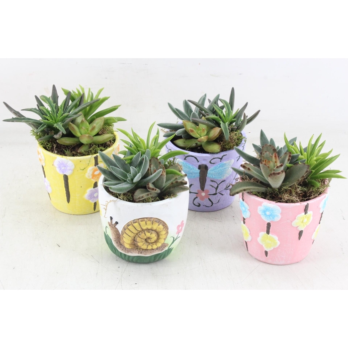 <h4>Arr2 Js - Succu. Ker. Spring Mix X8</h4>