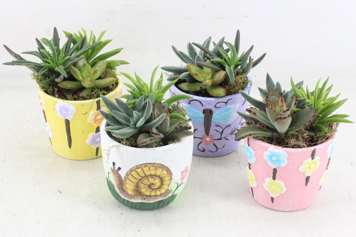 <h4>arr2 JS - Succu. Ker. spring mix x8</h4>