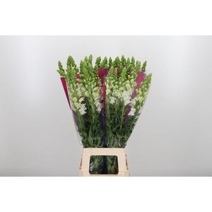 Antirrhinum Po White