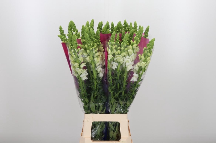 <h4>Antirrhinum Po White</h4>