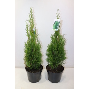 Thuja O Smaragd