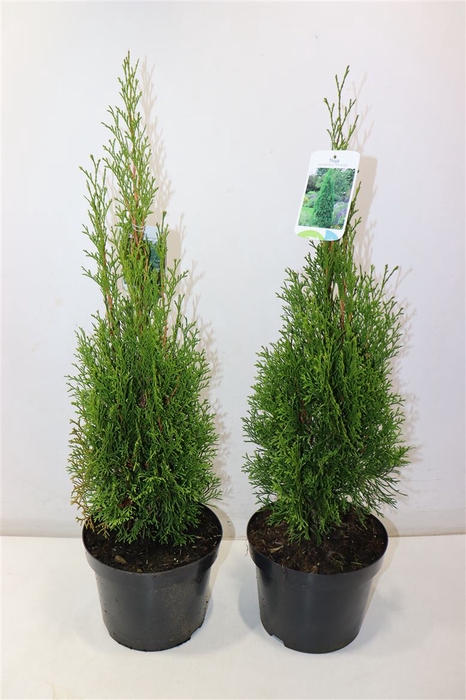 Thuja O Smaragd