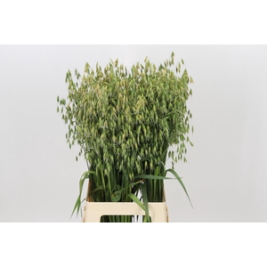 Avena sterilis